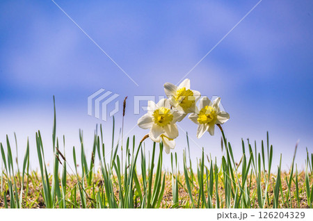 水仙と青空 126204329