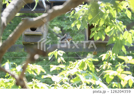 日本リス 126204359