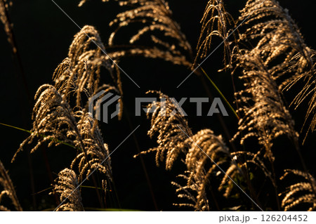 枝折峠の風景 126204452