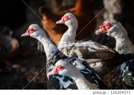 A close-up of a flock of Muscovy ducks in a poultry house. A close-up of a flock of Muscovy ducks in a poultry house. 126204571