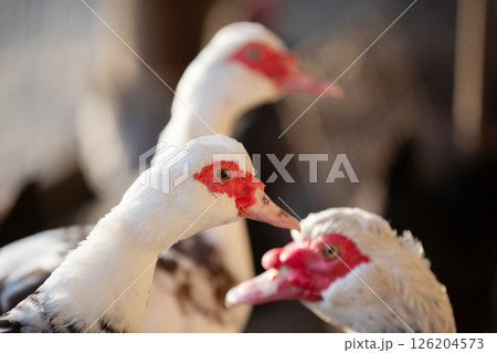 Birds on the farm. Close-up of Muscovy ducks. 126204573