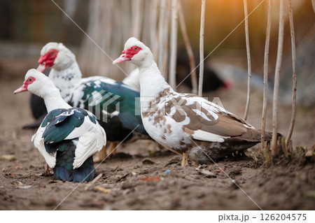 Birds on a farm. Close-up of Muscovy ducks grazing on the ground against the backdrop of sunlight. Birds on a farm. Close-up of Muscovy ducks grazing on the ground against the backdrop of sunlight. 126204575