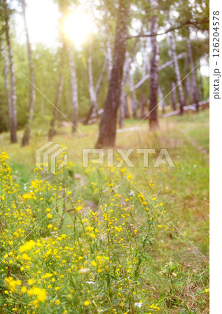 A field of yellow flowers with a path through the woods. The sun is shining brightly, creating a warm and inviting atmosphere 126204578