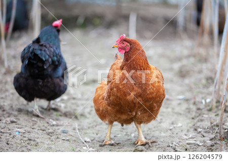 A chicken with a red head stands in front of another chicken. The two chickens are in a dirt field 126204579