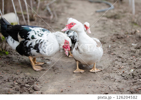 Birds on a farm. A flock of Muscovy ducks walks on the ground. Birds on a farm. A flock of Muscovy ducks walks on the ground. 126204582