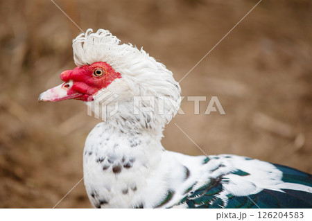 Birds on the farm. Close-up of a speckled muscovy duck. 126204583