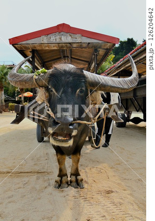 水牛が引く乗り物 126204642