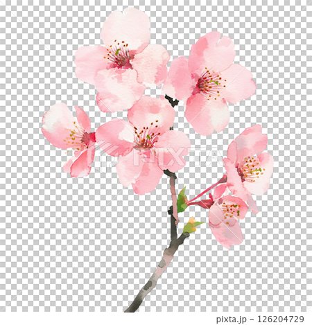 Watercolor illustration of pink cherry blossoms on branch, delicate petals and vibrant stamens, evoking springtime beauty and renewal 126204729