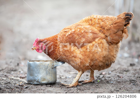 Chickens peck grains from a metal bowl in a farmyard. Chickens peck grains from a metal bowl in a farmyard. 126204806