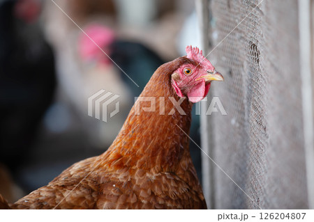 A chicken with a red beak and red comb stands in front of a fence. The chicken is looking at the camera A chicken with a red beak and red comb stands in front of a fence. The chicken is looking at the camera 126204807