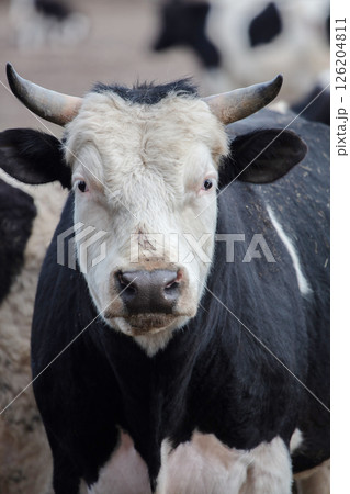 The muzzle of a cow with horns is a close-up. The muzzle of a cow with horns is a close-up. 126204811