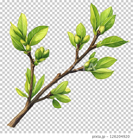 Watercolor illustration of green leafy branch with fresh, vibrant leaves and small buds, evoking sense of spring renewal and natural growth 126204920
