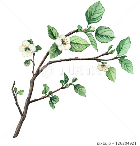 Watercolor illustration of flowering branch with green leaves and white blossoms, capturing delicate beauty of nature and springtime freshness Watercolor illustration of flowering branch with green leaves and white blossoms, capturing delicate beauty of nature and springtime freshness 126204921