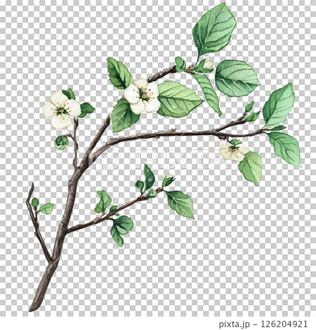 Watercolor illustration of flowering branch with green leaves and white blossoms, capturing delicate beauty of nature and springtime freshness Watercolor illustration of flowering branch with green leaves and white blossoms, capturing delicate beauty of nature and springtime freshness 126204921