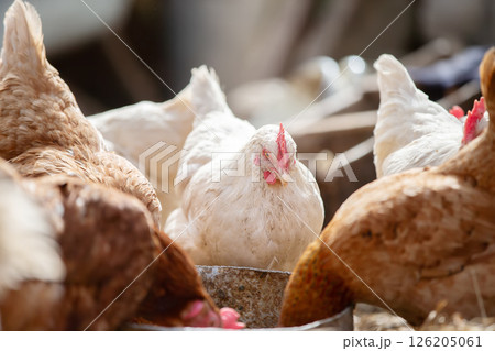 A group of chickens are gathered around a metal container. One of the chickens is pecking at the container 126205061