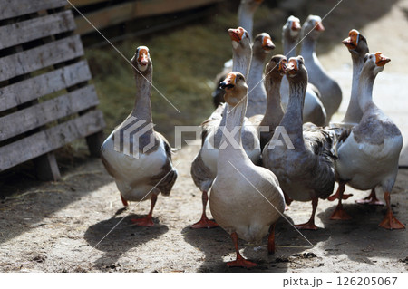 A flock of geese walking across a grassy field. The geese are lined up, some of them are closer to the camera, and others are further away. The concept of calm and tranquility 126205067
