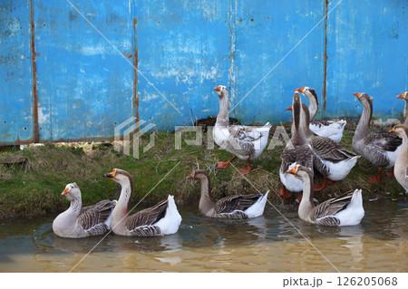 Beautiful geese in water and on land. Geese swim with their beaks in an artificial pond with muddy water on a summer day in a farmyard with a blue wall. Beautiful geese in water and on land. Geese swim with their beaks in an artificial pond with muddy water on a summer day in a farmyard with a blue wall. 126205068