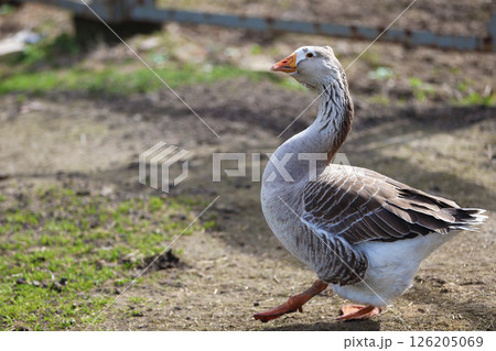 A domestic goose walks around the farm yard. 126205069