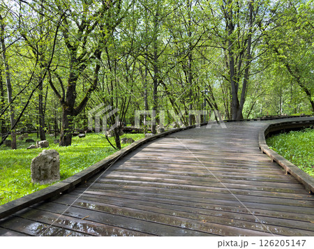 Curved wooden eco trail winds through lush green forest with fresh grass and trees after rain. Scenic natural path designed for relaxing walks and eco-friendly outdoor recreation 126205147