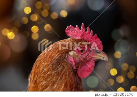 Red chicken head on festive bokeh background. Year of the Rooster. Red chicken head on festive bokeh background. Year of the Rooster. 126205170
