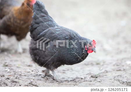 A black hen walks on the ground and searches for grains. 126205171