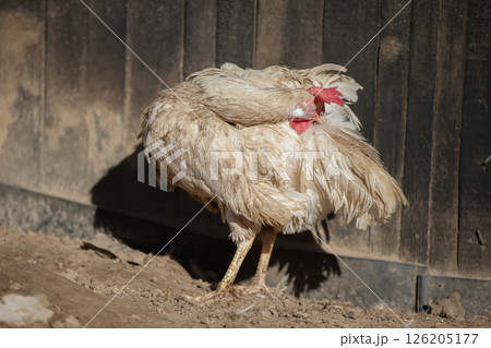 A white dirty hen scratches its feathers near the fence. 126205177