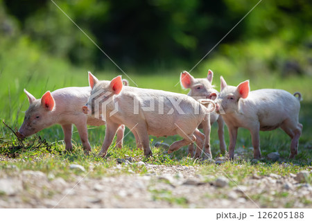 A group of white piglets are running across a field. 126205188