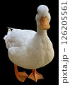 White Duck Standing on Black Background. High Resolution Isolated Image  126205561