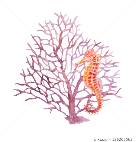 Seahorse and pink coral fan. Watercolor hand drawn illustration of marine life. Perfect for ocean-themed designs, diving visuals, educational materials, aquarium art and tropical sea decor. 126205562