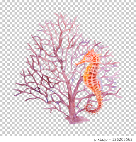 Seahorse and pink coral fan. Watercolor hand drawn illustration of marine life. Perfect for ocean-themed designs, diving visuals, educational materials, aquarium art and tropical sea decor. 126205562