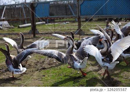 A group of geese stands in a field next to a wooden building. The geese flap their wings. 126205587