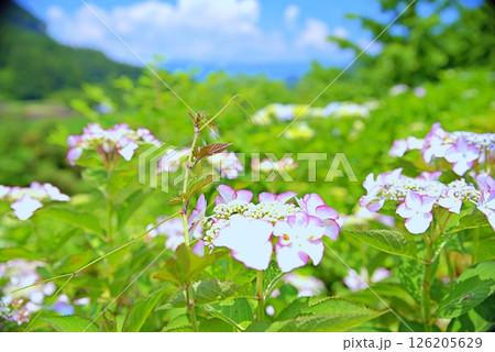 高原のアジサイ 126205629
