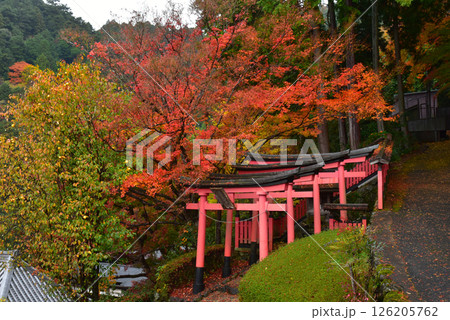 紅葉したモミジと階段とお稲荷さん 126205762