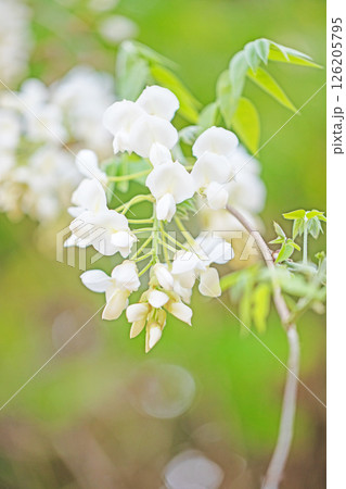 家の周りの草花 四季の色々 春弥生の頃 雑木林に美しく清楚な白いふじの花が咲きました 家の周りの草花 四季の色々 春弥生の頃 雑木林に美しく清楚な白いふじの花が咲きました 126205795
