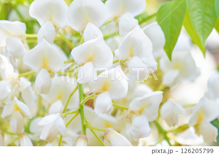 家の周りの草花 四季の色々 春弥生の頃 雑木林に美しく清楚な白いふじの花が咲きました 家の周りの草花 四季の色々 春弥生の頃 雑木林に美しく清楚な白いふじの花が咲きました 126205799