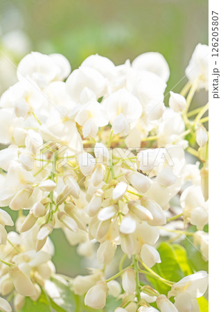 家の周りの草花　四季の色々　春弥生の頃　雑木林に美しく清楚な白いふじの花が咲きました　 126205807
