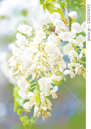 家の周りの草花 四季の色々 春弥生の頃 雑木林に美しく清楚な白いふじの花が咲きました 家の周りの草花 四季の色々 春弥生の頃 雑木林に美しく清楚な白いふじの花が咲きました 126205813