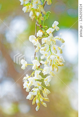 家の周りの草花　四季の色々　春弥生の頃　雑木林に美しく清楚な白いふじの花が咲きました　 126205814
