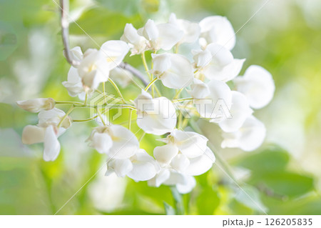 家の周りの草花 四季の色々 春弥生の頃 雑木林に美しく清楚な白いふじの花が咲きました 家の周りの草花 四季の色々 春弥生の頃 雑木林に美しく清楚な白いふじの花が咲きました 126205835