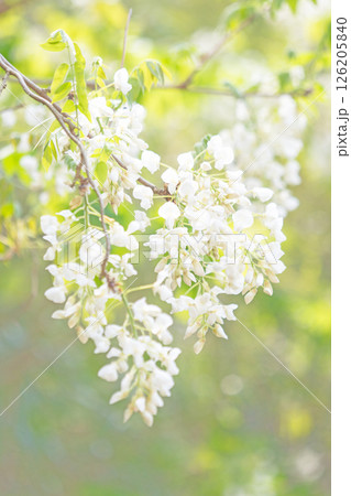 家の周りの草花 四季の色々 春弥生の頃 雑木林に美しく清楚な白いふじの花が咲きました 家の周りの草花 四季の色々 春弥生の頃 雑木林に美しく清楚な白いふじの花が咲きました 126205840