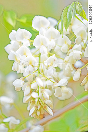 家の周りの草花　四季の色々　春弥生の頃　雑木林に美しく清楚な白いふじの花が咲きました　 126205844