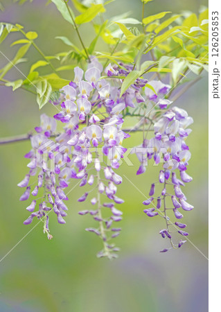 家の周りの草花 四季の色々 春弥生の頃 雑木林に美しい紫のフジの花が風に揺れています 家の周りの草花 四季の色々 春弥生の頃 雑木林に美しい紫のフジの花が風に揺れています 126205853