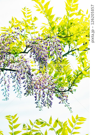家の周りの草花 四季の色々 春弥生の頃 雑木林に美しい紫のフジの花が風に揺れています 家の周りの草花 四季の色々 春弥生の頃 雑木林に美しい紫のフジの花が風に揺れています 126205857