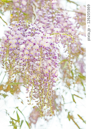 家の周りの草花　四季の色々　春弥生の頃　雑木林に美しい紫のフジの花が風に揺れています 126205869