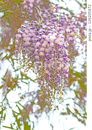 家の周りの草花 四季の色々 春弥生の頃 雑木林に美しい紫のフジの花が風に揺れています 家の周りの草花 四季の色々 春弥生の頃 雑木林に美しい紫のフジの花が風に揺れています 126205872