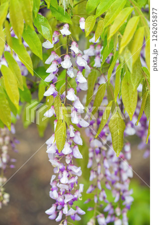 家の周りの草花 四季の色々 春弥生の頃 雑木林に美しい紫のフジの花が風に揺れています 家の周りの草花 四季の色々 春弥生の頃 雑木林に美しい紫のフジの花が風に揺れています 126205877