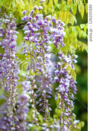 家の周りの草花　四季の色々　春弥生の頃　雑木林に美しい紫のフジの花が風に揺れています 126205880