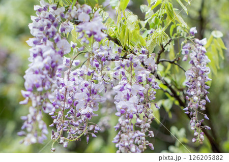 家の周りの草花　四季の色々　春弥生の頃　雑木林に美しい紫のフジの花が風に揺れています 126205882