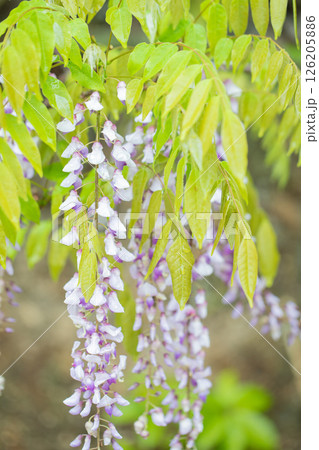 家の周りの草花　四季の色々　春弥生の頃　雑木林に美しい紫のフジの花が風に揺れています 126205886