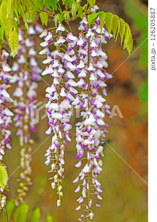 家の周りの草花　四季の色々　春弥生の頃　雑木林に美しい紫のフジの花が風に揺れています 126205887